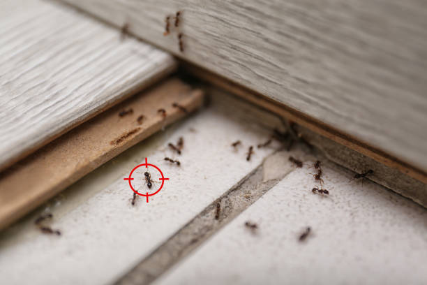 Best Best Pest Control Companies  in Gowanda, NY