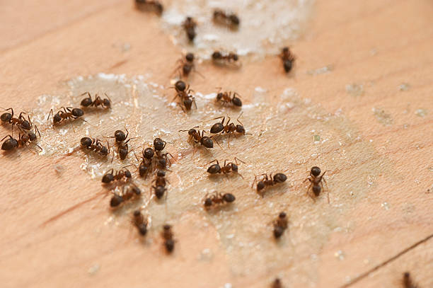 Best Pest Control Cost  in Gowanda, NY