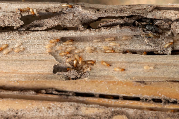 Best Wildlife Control Services  in Gowanda, NY